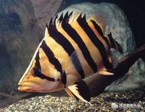 銀虎魚|比較齊全的虎魚品種圖鑑參考和飼養攻略 